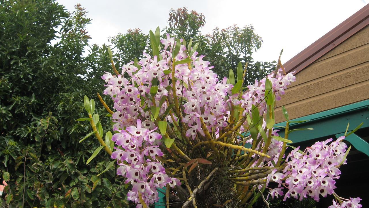 Les Agapanthes Villa Льо Тампон Екстериор снимка